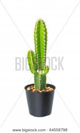 Cactus In Flowerpot Isolated On White Background