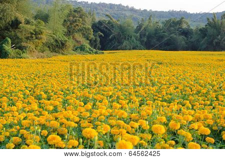 Marigold field for cut flowers in Thailand