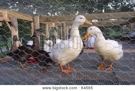 Pato enjaulado