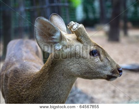Indian Hog Deer with the cut-off horns.