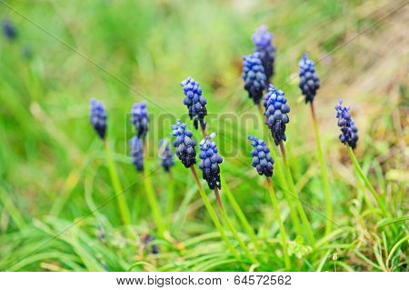 Muscari neglectum