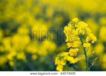 Flower Of The Rape