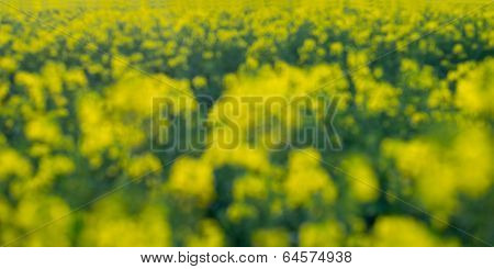Defocused Image Of A Rapeseed Field Background