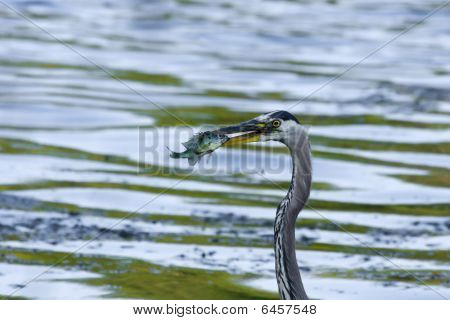 Great Blue Heron fangster en Bluegill.
