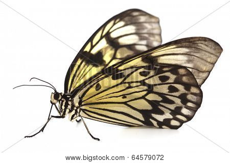 idea leuconoe isolated close up
