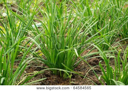 Garlic chives growing on a soil