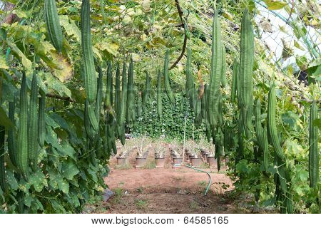 Angled gourd hanging on tree