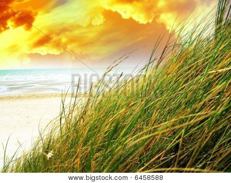 Marram 草
