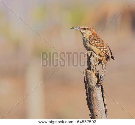 Rufous Naped Wren.