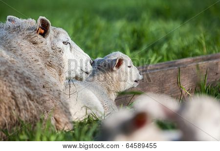 Lamb