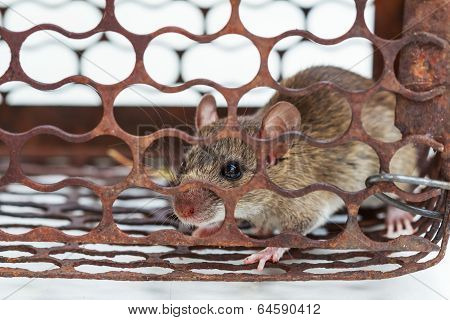 A Rat In A Rusty Metal Trap