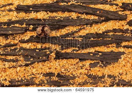 Cupressus Macrocarpa Bark Pod