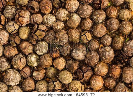 Cupressus Macrocarpa Seed Pods