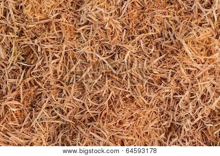 Macrocarpa Shavings