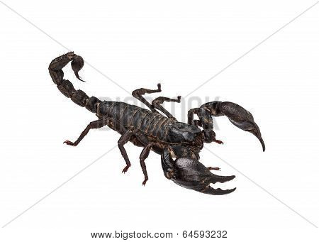 Asian Giant Forest Scorpion (heterometrus Laoticus) Isolated On White Background