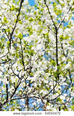 Branch And White Blooming Cherry Tree Crown