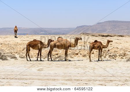 Dromedaries On The Beach, Taqah (oman)