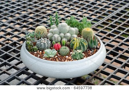 Various colorful cactus in pots