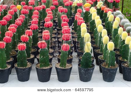 Various colorful cactus in pots