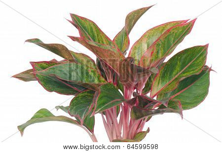 Aglaonema isolated on white background