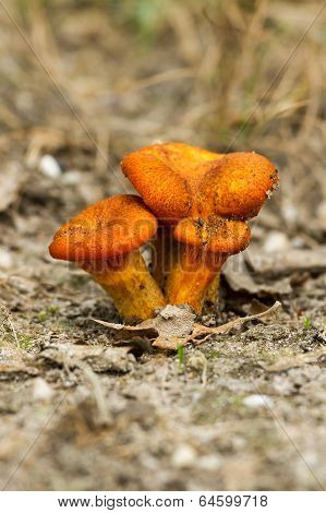 Jack-o'-lantern Mushroom