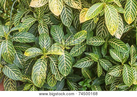 Beautiful Green Leaf Background In Garden
