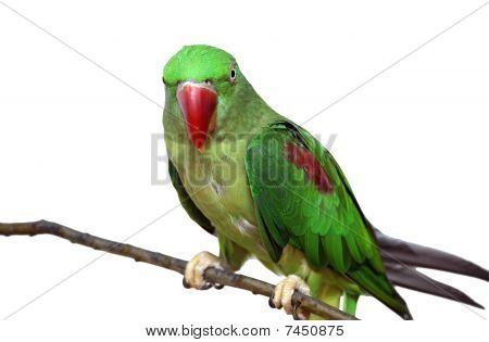 Loro verde grande anillado o Alexandrine sobre fondo blanco