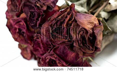 Closeup Of Withered Roses