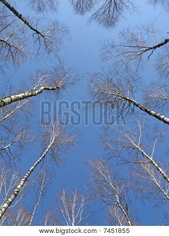 Birch Grove sul cielo azzurro, concetto di Leader.