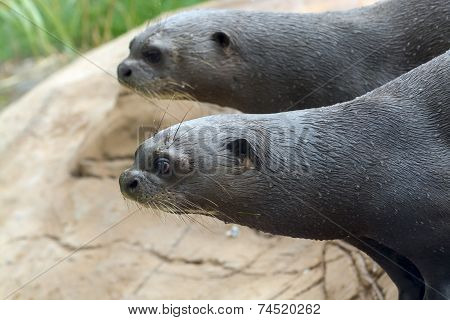 Giant Otter (pteronura Brasiliensis)