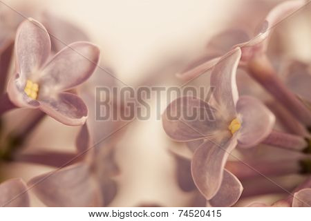 Purple Lilac