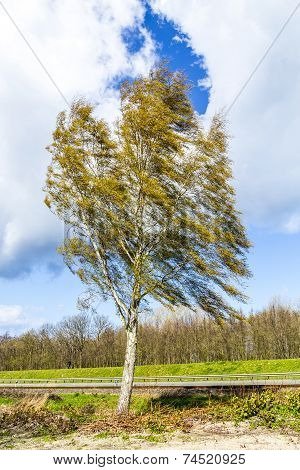 Birch Tree In Usedom At The Levee