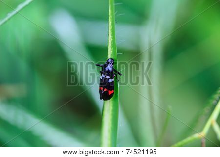 Insect In Nature Background