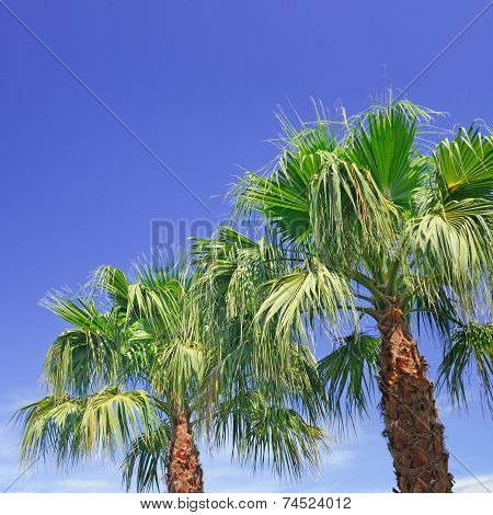 Palm On Background Of Blue Sky