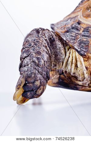 Turtle on a white background