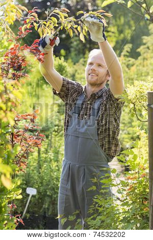 Man clipping branch at plant nursery
