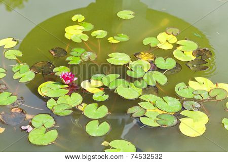 Pink Water Lily Plant With Green Leaves