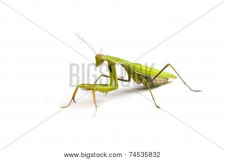 Mantis Isolated On A White Background