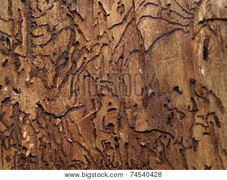 Under the bark