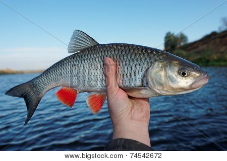 Really big chub in fisherman's hand, autumn catch
