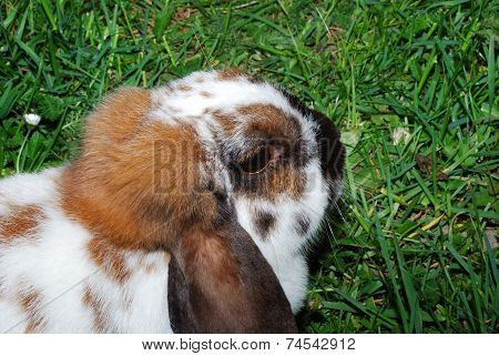 Head Of Brown Hare