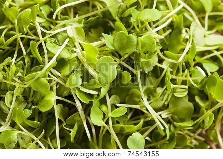 Raw Green Arugula Microgreens