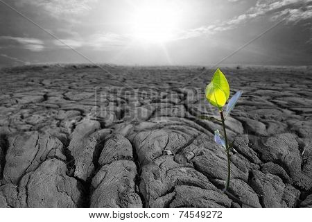 Dry Earth Texture At Thailand