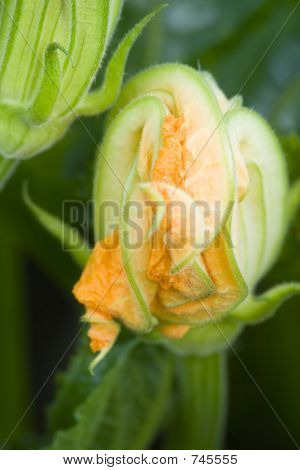 Flor de calabacín II