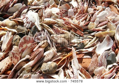 coquillages