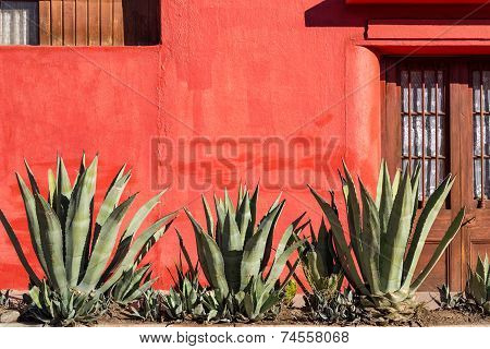 Red Wall And Plants