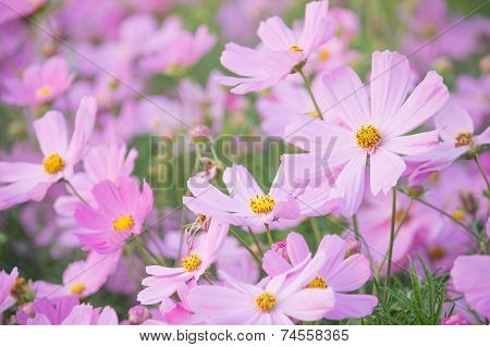 Cosmos Flowers