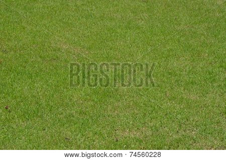 Close Up Grass