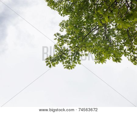 Green Branches Of The Oak Tree