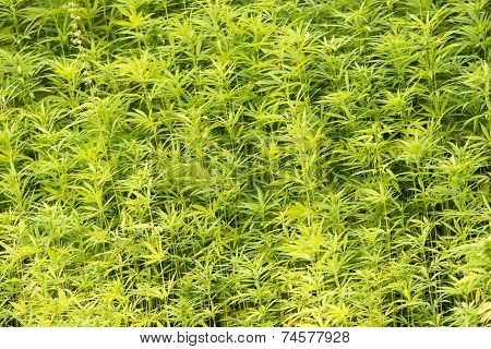 Marijuana plants in the wild in the Netherlands